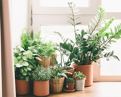 Image of flowers and plants growing inside a Garbett Homes's house.